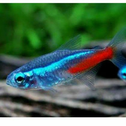 Ikan neon tetra