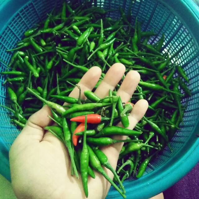 

CABAI RAWIT HIJAU / CABE RAWIT / CENGEK Fresh Harga per 500gr