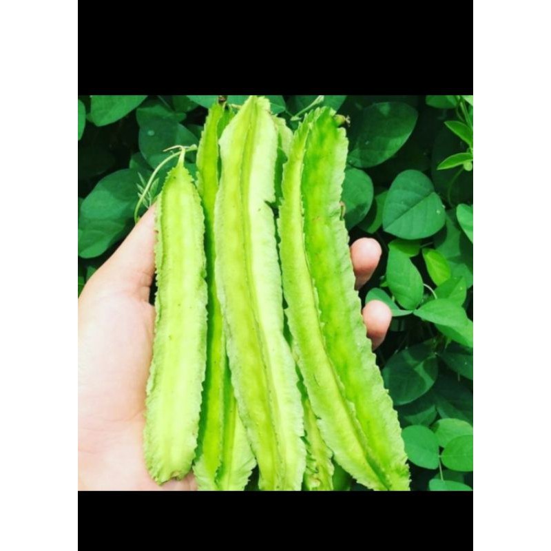 

Sayur Kecipir Segar - 500 Gram