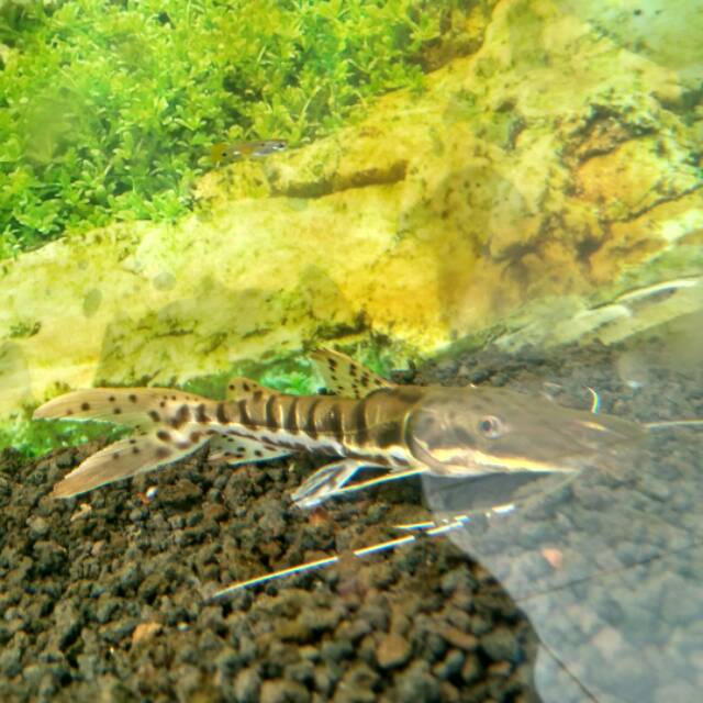 TIGER CATFISH /IKAN HIAS PREDATOR | Shopee Indonesia