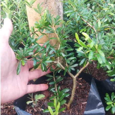 saeng simbur micro vietnam bunga ungu