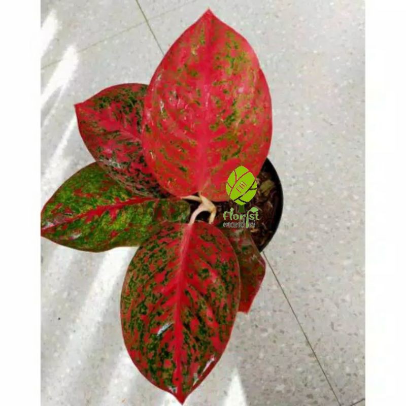 MURAH AGLONEMA RED STARDUST // aglonema stardust