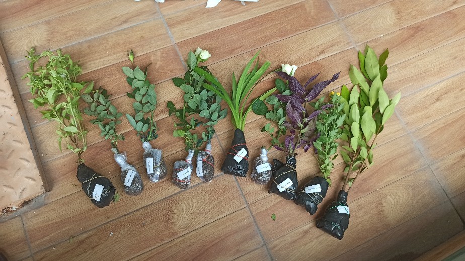 Tanaman Sayuran Daun Salam