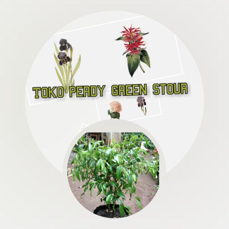 Bahan Bonsai Beringin Arjuna Keriwil/Tanaman Langka/Import.