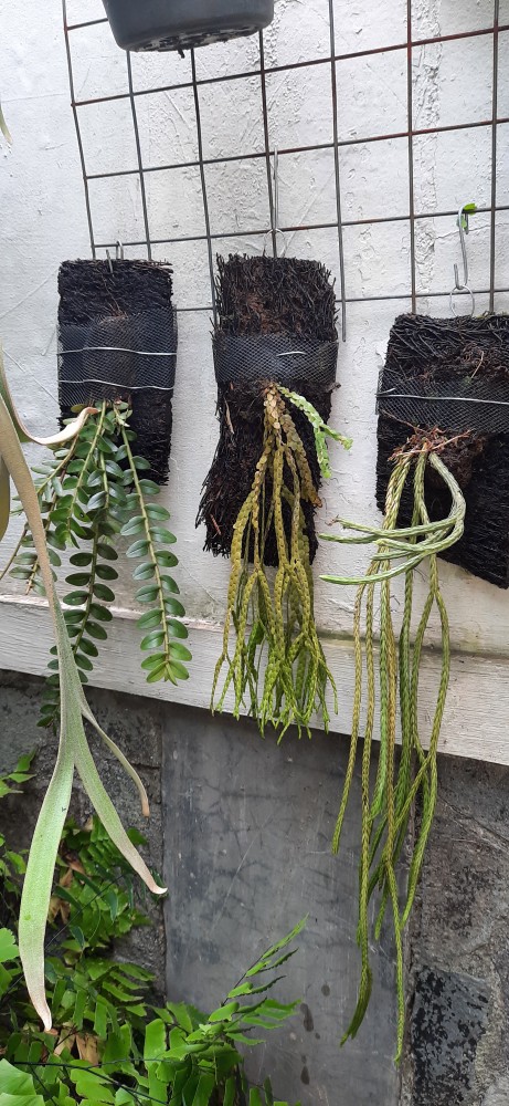 Tanaman Hias/kumpay Ekor Tikus Murah