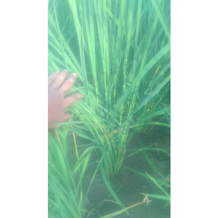 BENIH PADI PADAHERANG