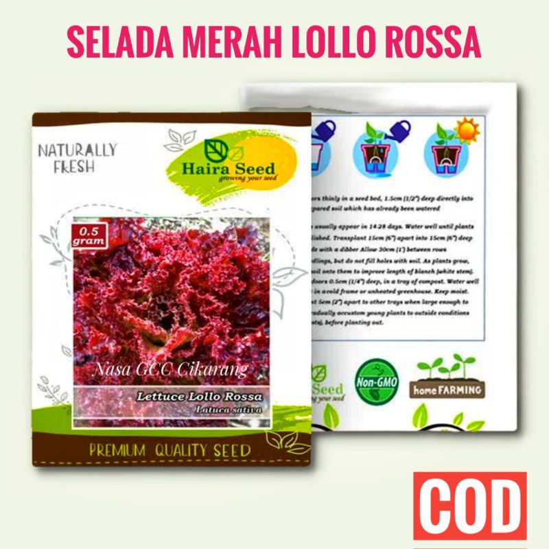 BENIH SELADA MERAH LETTUCE LOLLO ROSSA HAIRA SEED