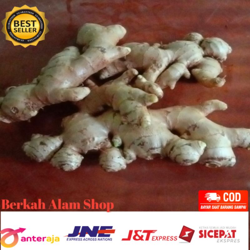 

Jahe asli jahe gajah 1kg 100 % berkualitas