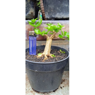 bahan bonsai sancang progam akar