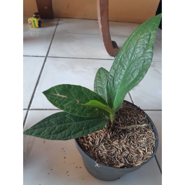 anthurium jemani tanduk 45  ( murce )