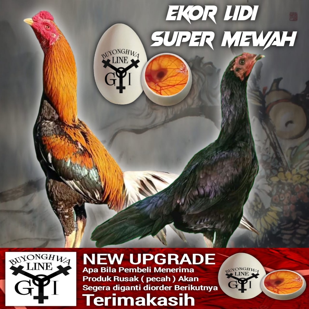 Ayam Bangkok ekor lidi panjang new upgrade