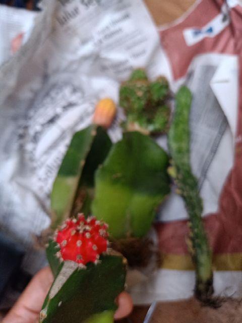 Paket Hemat 3 Pcs Plus Pot