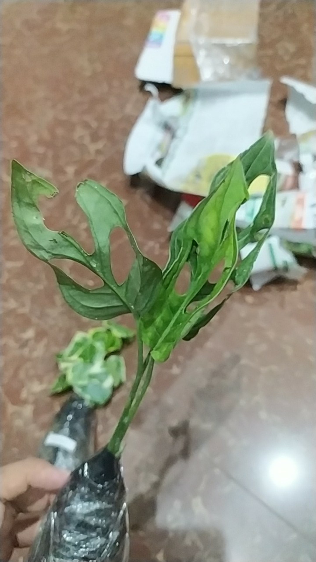 Tanaman Hias Philodendron Swiss(swiss Ceese Vine)