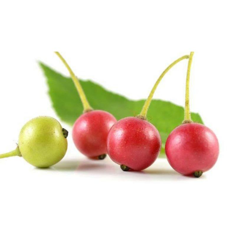 

buah talok II buah cerry II buah kersen II jamaican cherry