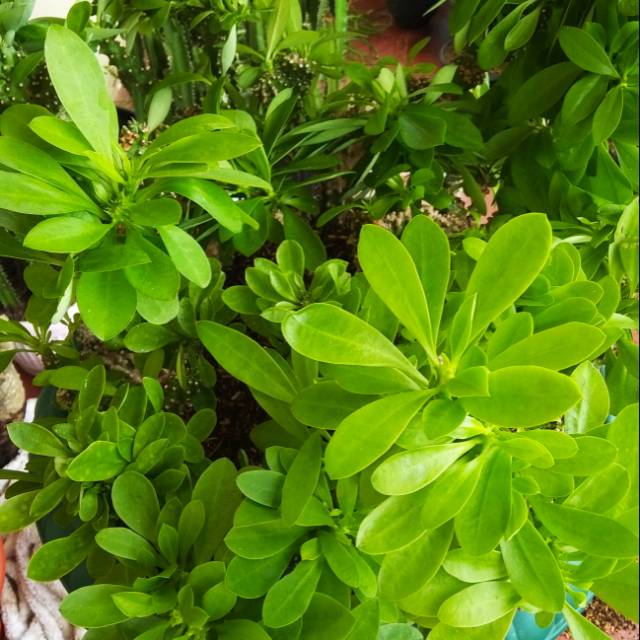 Kaktus Euphorbia cristata