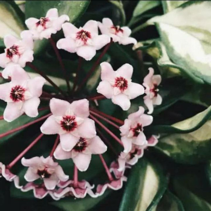tanaman hias gantung hoya carnosa varigata kornosa