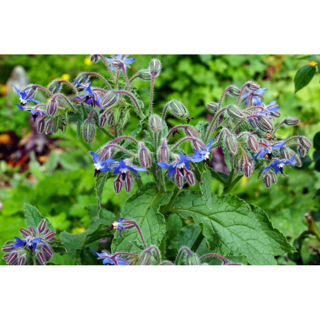 Benih Bibit Biji - Borage Edible Flower Herb Seeds - IMPORT