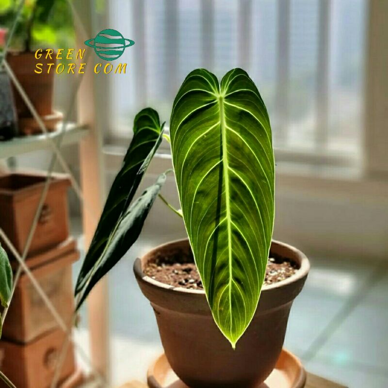 Philodenron melanochrysum narrow form