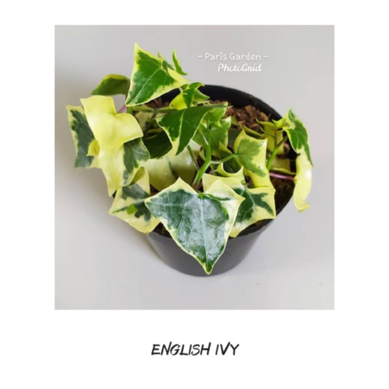 TANAMAN HIAS ENGLISH IVY - BIBIT TANAMAN HIAS IVY VARIGATA - IVY VARIEGATA
