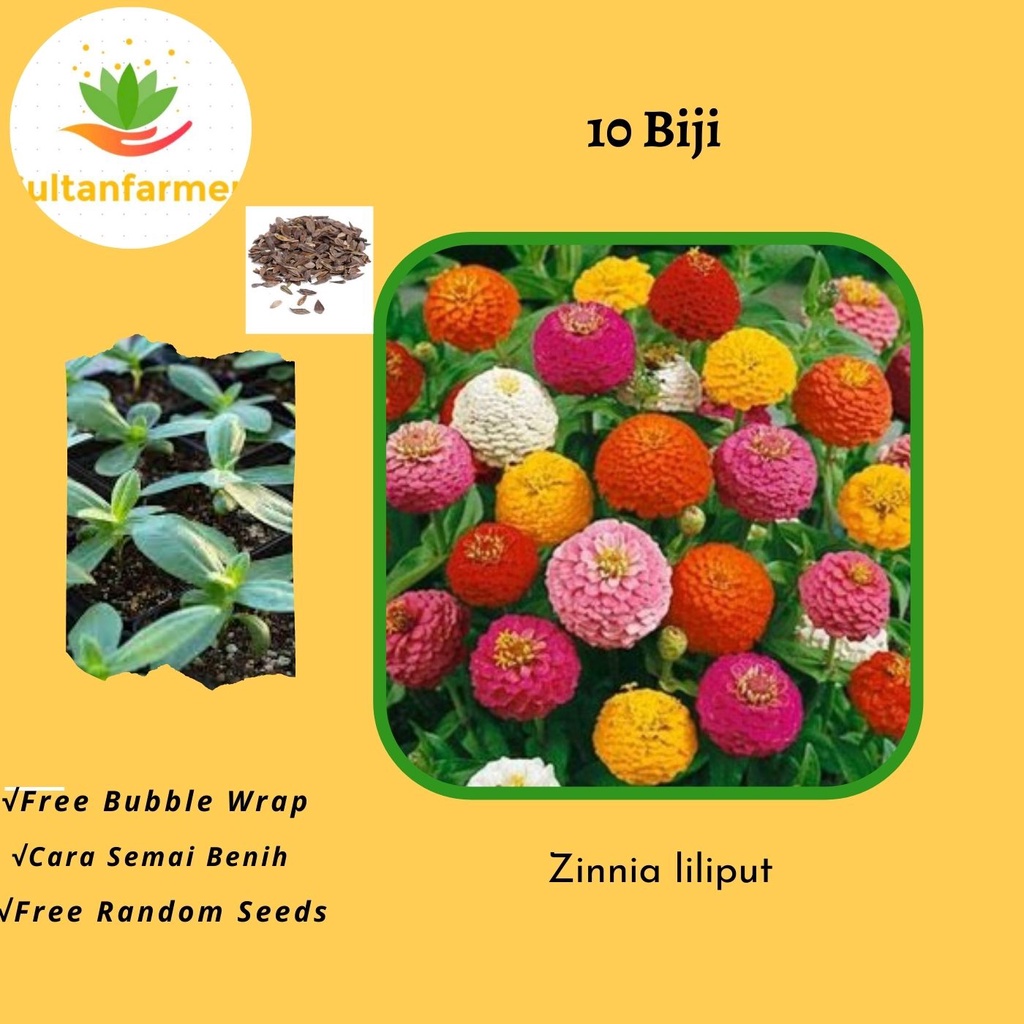 10 Benih Biji Zinnia mix liliput zinnia seeds
