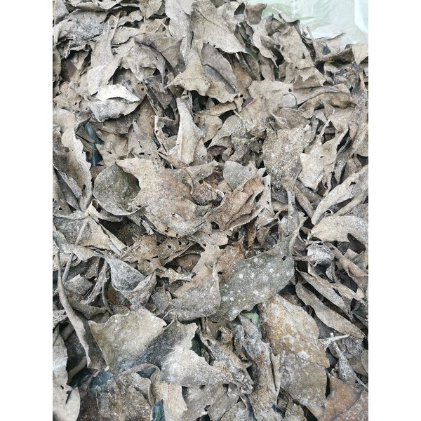 

DAUN BENALU POHON JATI (MANGANDEUH) KEMASAN KERING 500 GRM