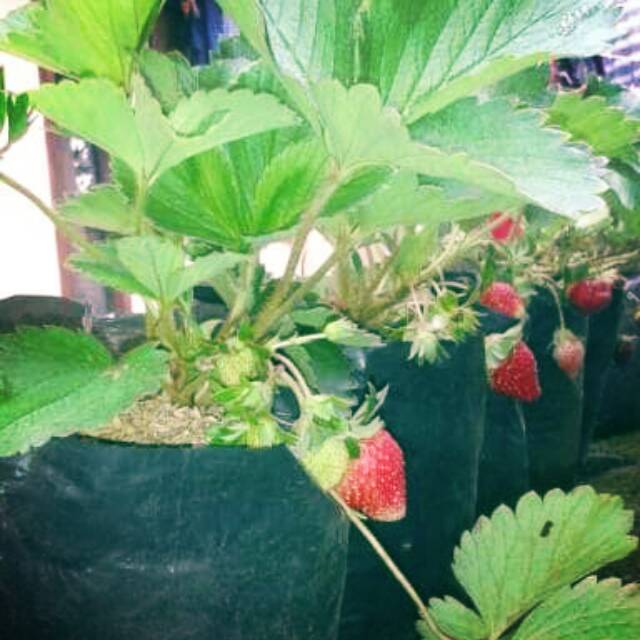 Bibit tanaman strawberry australia jumbo