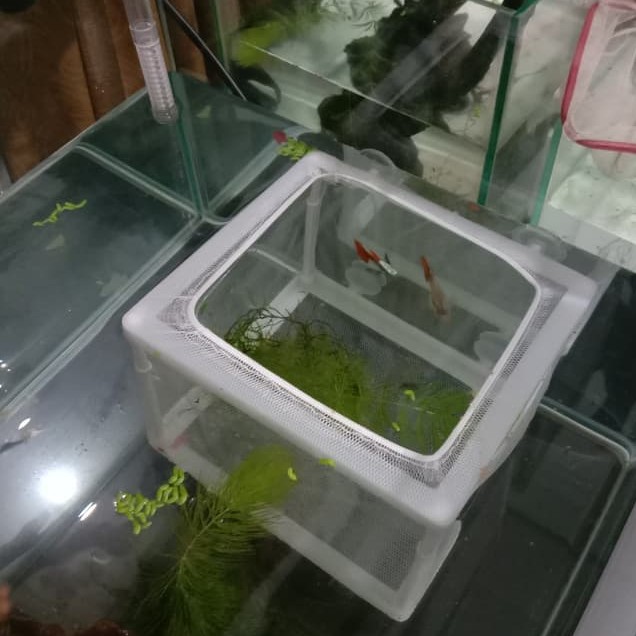 Boyu Net Breeder Breeding NB 3201 Aquarium Jaring Pemisah Akuarium