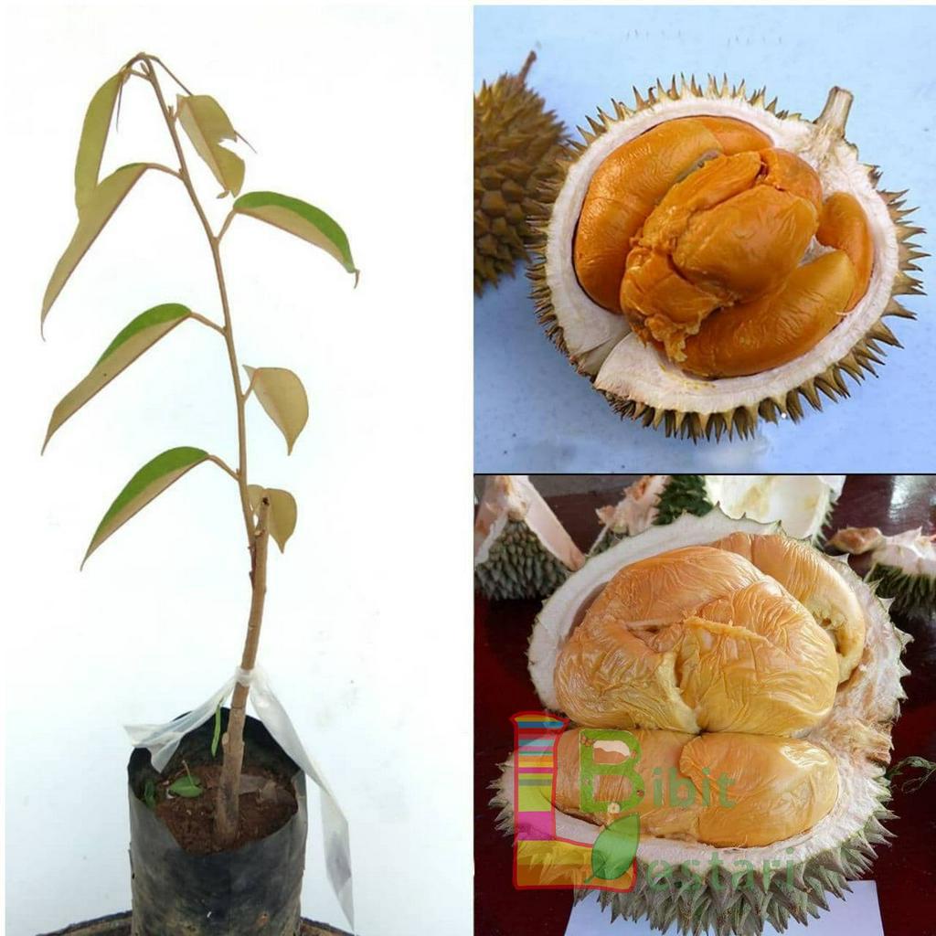 Bibit Durian Ochee Duri Hitam - Bibit Durian Okulasi