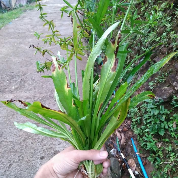 

walang cina / walang sangit segar