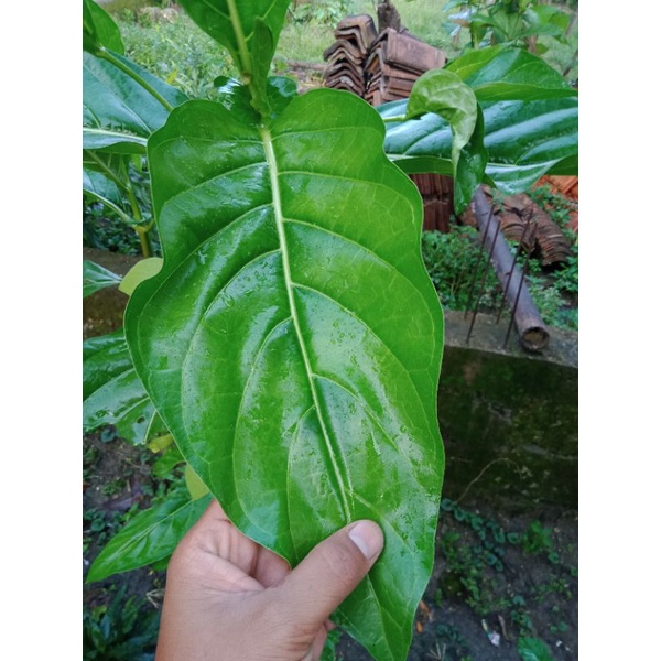 

Daun Mengkudu Daun Kudu Daun Herbal Jamu Tradisional Fresh Segar 20 Lembar Fresh