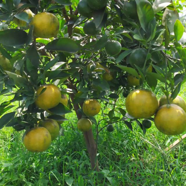 

Orange fruit, jeruk siam madu 20.000 1kg