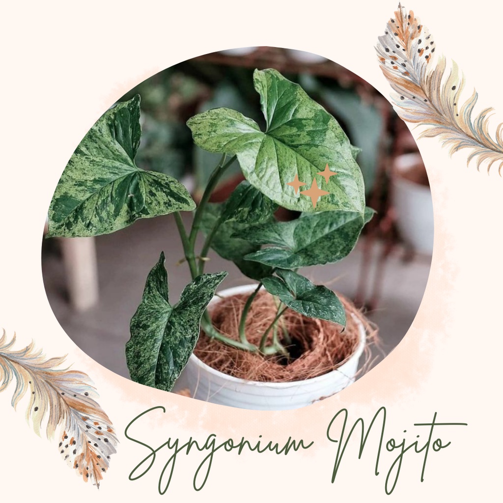 Tanaman Hias Syngonium Mojito Bunga Syngonium Mojito