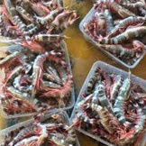 

udang windu laut 1kg