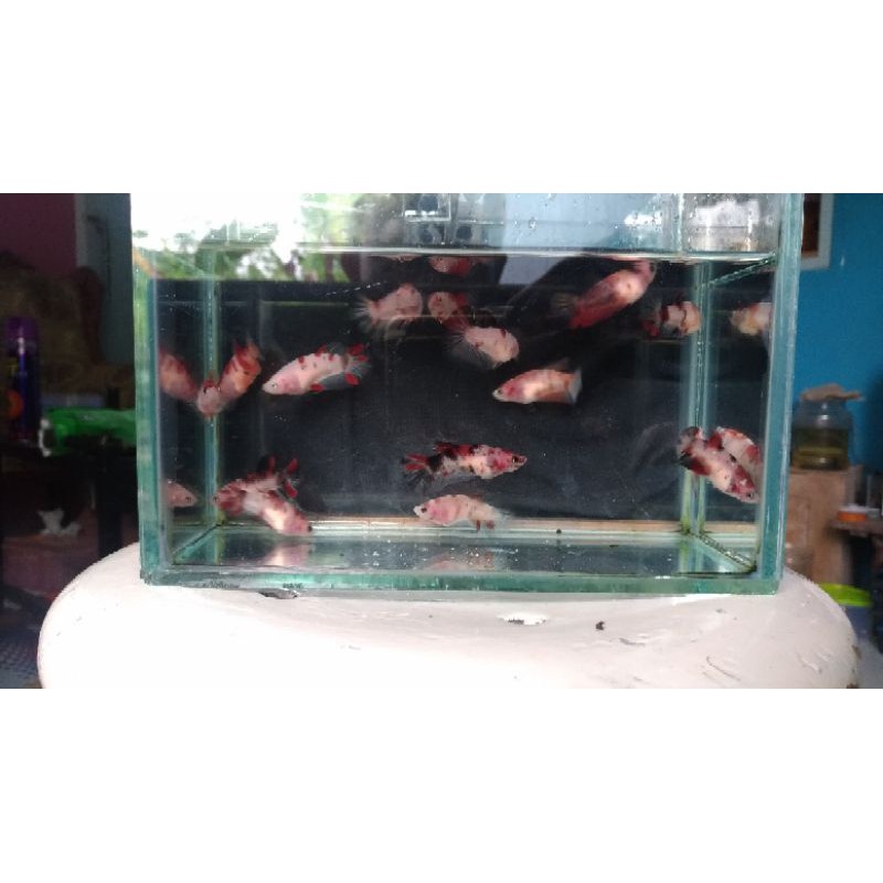 cupang plakat line koi.nemo.galaxy..Female Random