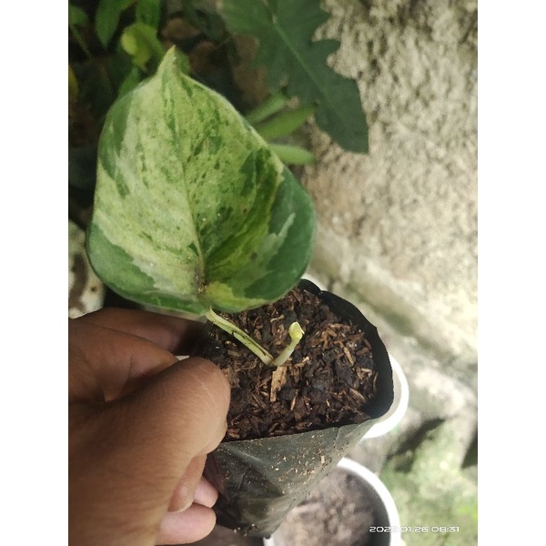 sirih mangkok/manjula 1-2 daun