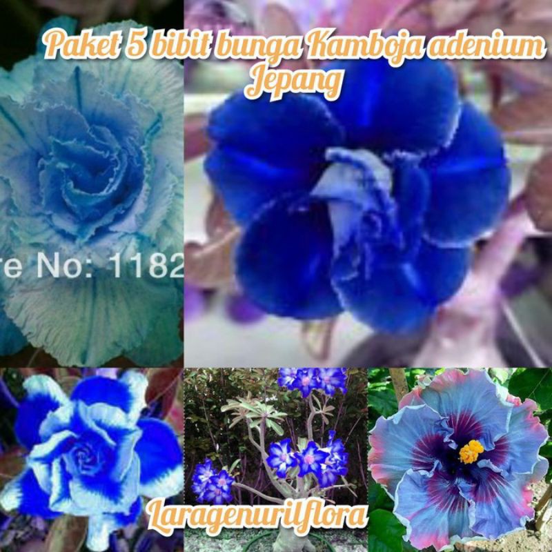 tanaman hias adenium bunga tumpuk biru