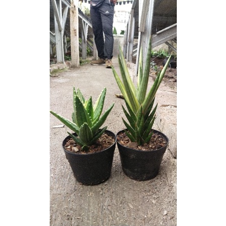 sansivera gracilis varigata tanaman hias kaktus dan sukulen