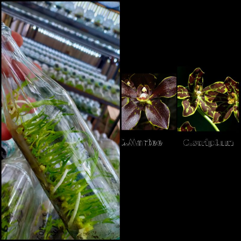 anggrek gramma martae x scriptum (botol)