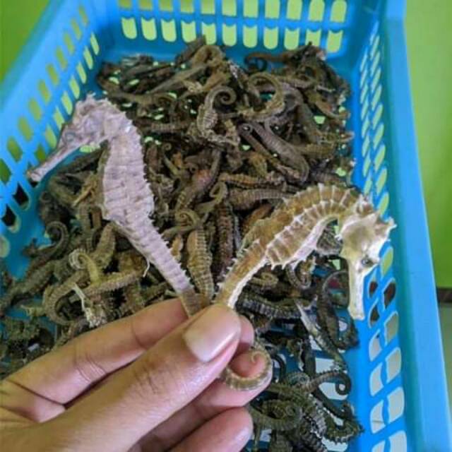 Kuda laut kering