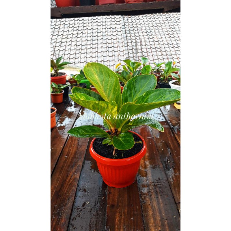 Jemani Varigata mangkok