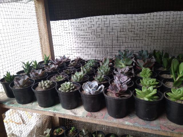 Paket Sekulen 50 Pcs
