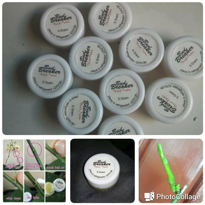 Bud Breaker 5 Gram Penumbuh Tunas Anggrek