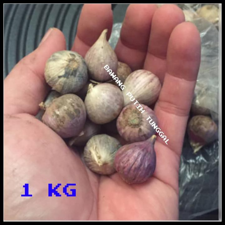 

BAWANG PUTIH TUNGGAL / BAWANG LANANG HERBAL KESEHATAN