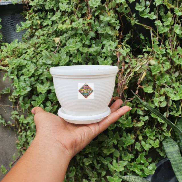 pot bunga tanaman lebah putih 12cm tatakan putih pot bunga tanaman lebah putih 12cm tatakan putih