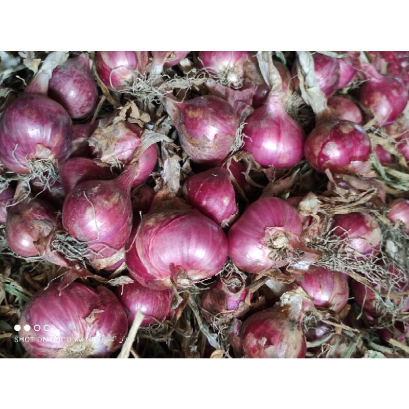 

Bawang Merah Super