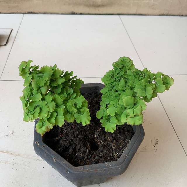 Tanaman hias bunga suplir