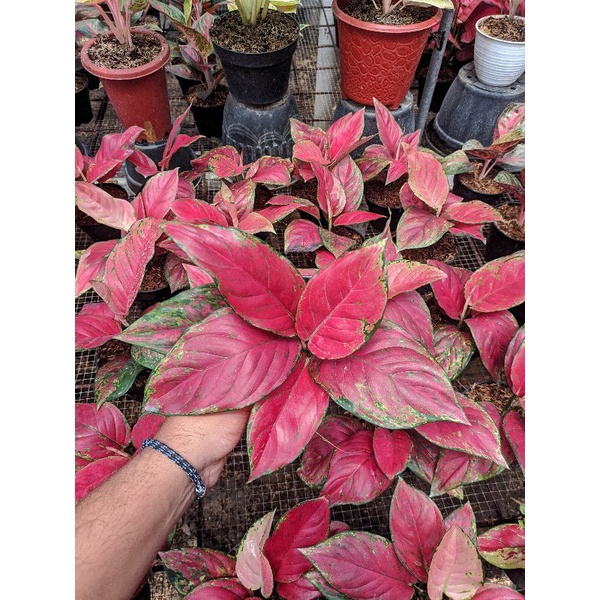 Aglaonema Red Venus