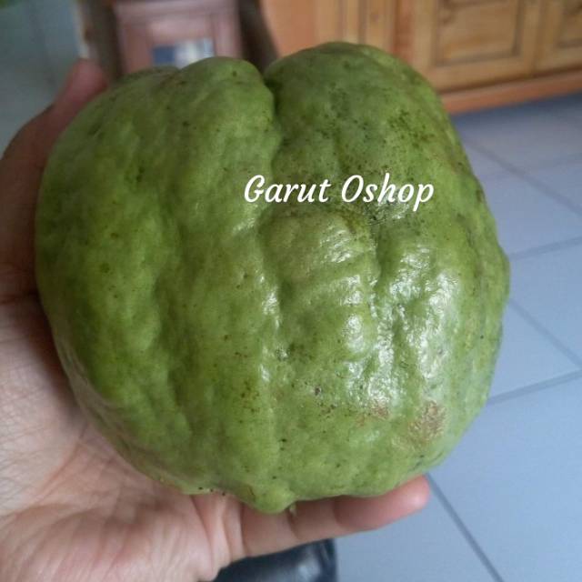 

JAMBU KRISTAL