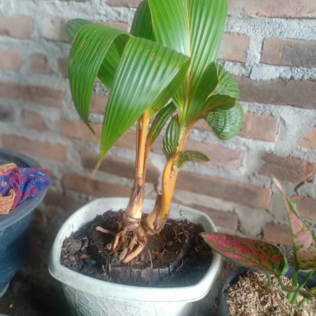 BAHAN BONSAI KELAPA KEMBAR 2 SUDAH PECAH DAUN