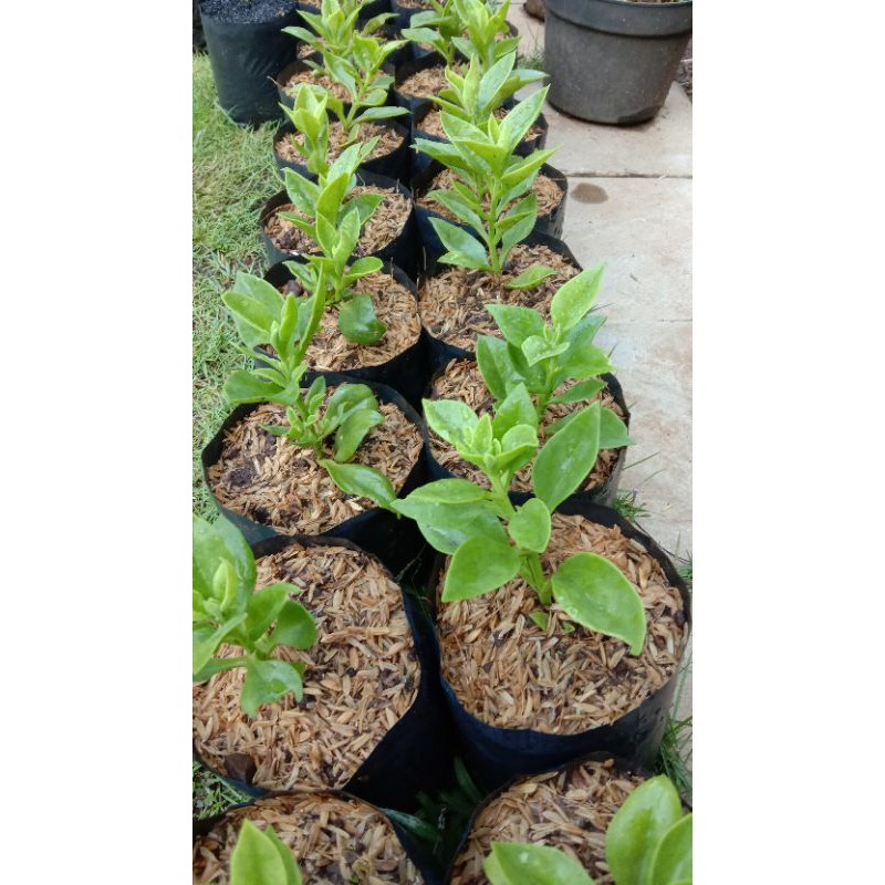 Bibit Bunga Gantung // Bunga Gantung Lipstik